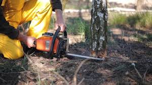 Best Lot and Land Clearing  in Roxboro, NC