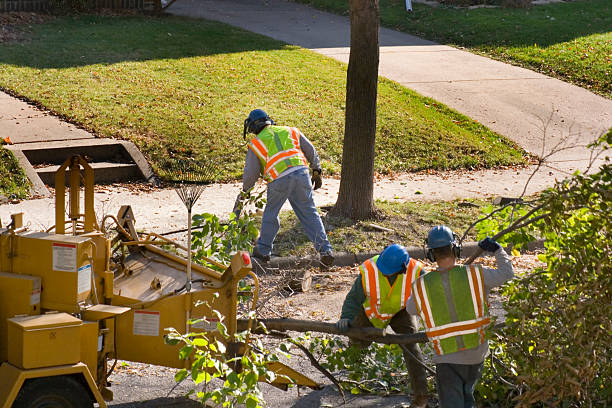 Best Leaf Removal Services  in Roxboro, NC