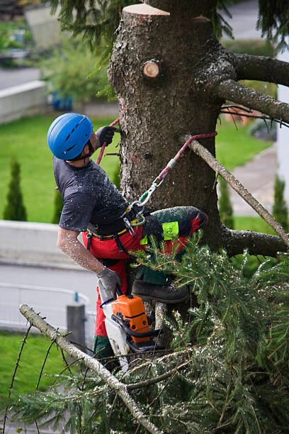 Best Tree Mulching Services  in Roxboro, NC