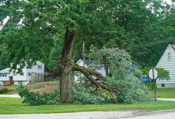 Best Fruit Tree Pruning  in Roxboro, NC